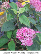 Load image into Gallery viewer, Hydrangea, Invincibelle Mini Mauvette - Garden Centre - Nursery