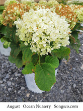 Load image into Gallery viewer, Hydrangea, Invincibelle Wee White - Garden Centre - Nursery