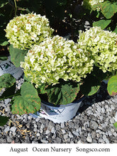 Load image into Gallery viewer, Hydrangea, Invincibelle Wee White - Garden Centre - Nursery