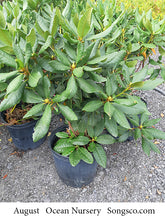Load image into Gallery viewer, Nova Zembla Rhododendron - Garden Centre - Nursery