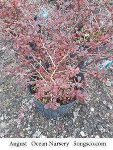 Rose Glow Barberry - Garden Centre - Nursery