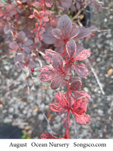 Load image into Gallery viewer, Rose Glow Barberry - Garden Centre - Nursery