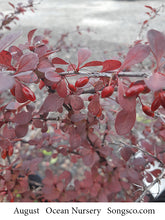 Load image into Gallery viewer, Rose Glow Barberry - Garden Centre - Nursery