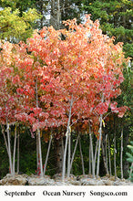 Load image into Gallery viewer, Autumn Fantasy Maple - Garden Centre - Nursery