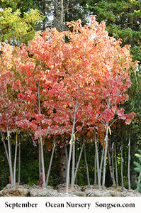 Autumn Fantasy Maple - Garden Centre - Nursery
