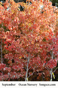 Autumn Fantasy Maple - Garden Centre - Nursery