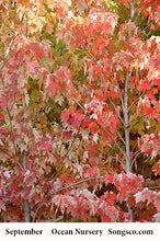 Load image into Gallery viewer, Autumn Fantasy Maple - Garden Centre - Nursery
