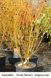 Buds Yellow Dogwood - Garden Centre - Nursery