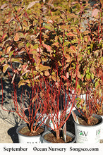 Load image into Gallery viewer, Arctic Fire Dogwood - Garden Centre - Nursery
