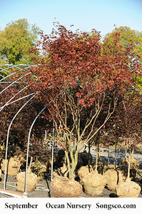 Bloodgood Japanese Maple - Garden Centre - Nursery