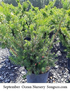 Dense Yew - Garden Centre - Nursery