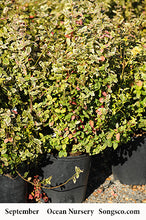 Load image into Gallery viewer, Emerald N Gold Euonymus - Garden Centre - Nursery
