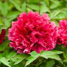 Load image into Gallery viewer, Tree Peony 花王