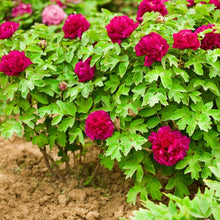 Load image into Gallery viewer, Tree Peony 花王