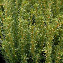 Load image into Gallery viewer, Fairview Spreading Yew - Garden Centre - Nursery