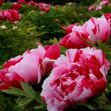 Load image into Gallery viewer, Tree Peony, 岛锦