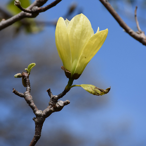 Magnolia, Butterflies - Garden Centre - Nursery
