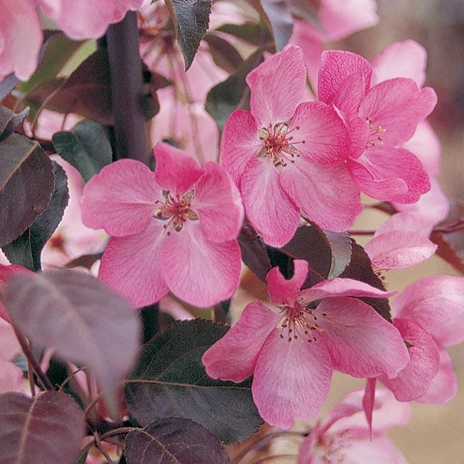 Royal Beauty Weeping Crabapple 011 - Garden Centre - Nursery