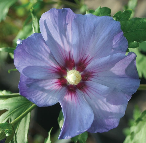 Standard Azurri Blue Satin Rose of Sharon 056 - Garden Centre - Nursery