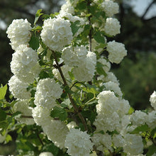 Load image into Gallery viewer, European Snowball Viburnum - Garden Centre - Nursery