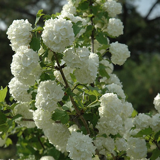 European Snowball Viburnum - Garden Centre - Nursery