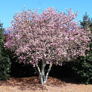 Magnolia Tree, Jane - Garden Centre - Nursery