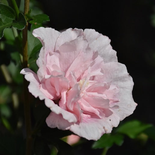 Rose Of Sharon, Pink Chiffon - Garden Centre - Nursery