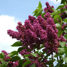 Load image into Gallery viewer, Charles Joly Lilac - Garden Centre - Nursery