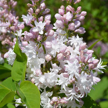 Load image into Gallery viewer, Standard Beauty Of Moscow Lilac 021/25 - Garden Centre - Nursery