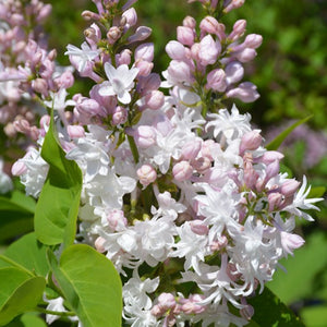 Standard Beauty Of Moscow Lilac 021/25 - Garden Centre - Nursery