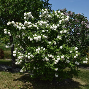 European Snowball Viburnum - Garden Centre - Nursery