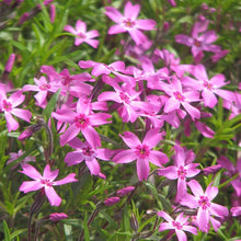 Load image into Gallery viewer, Creeping Phlox, Emerald Pink - Garden Centre - Nursery