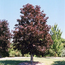Load image into Gallery viewer, Royal Red Maple002/21/29 - Garden Centre - Nursery