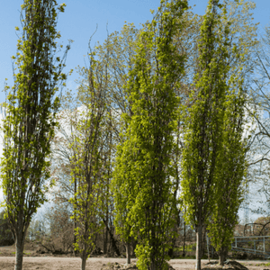 Green Pillar Oak 050 - Garden Centre - Nursery