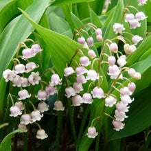 Load image into Gallery viewer, Lily of the Valley, Pink - Garden Centre - Nursery