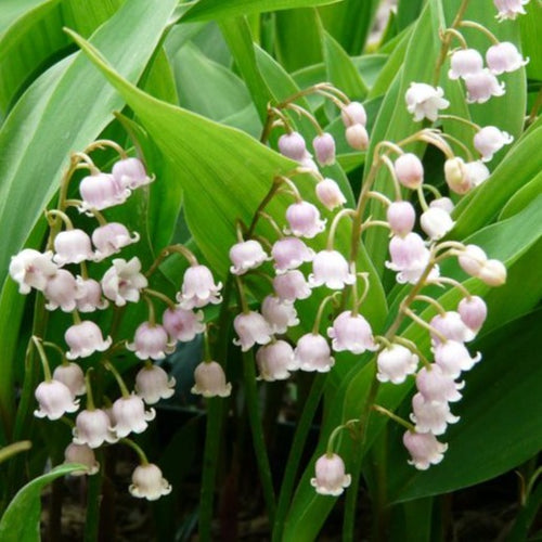 Lily of the Valley, Pink - Garden Centre - Nursery