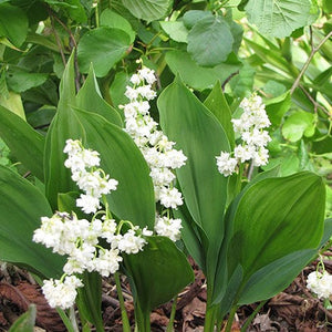Lily of the Valley, White - Garden Centre - Nursery