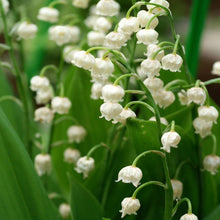 Load image into Gallery viewer, Lily of the Valley, White - Garden Centre - Nursery