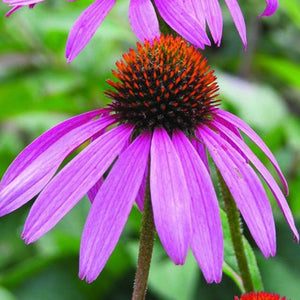 Coneflower, Magnus - Garden Centre - Nursery