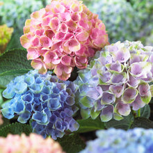 Load image into Gallery viewer, Hydrangea, Everlasting Revolution - Garden Centre - Nursery