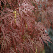 Load image into Gallery viewer, Inabe Shidare Japanese Maple - Garden Centre - Nursery