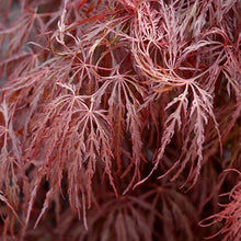 Load image into Gallery viewer, Crimson Queen Japanese Maple - Garden Centre - Nursery