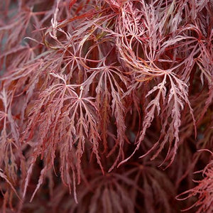 Crimson Queen Japanese Maple - Garden Centre - Nursery