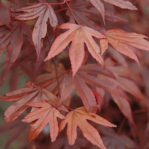 Fireglow Japanese Maple - Garden Centre - Nursery