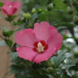 Woodbridge Rose of Sharon - Garden Centre - Nursery