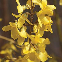 Load image into Gallery viewer, Northern Gold Forsythia - Garden Centre - Nursery