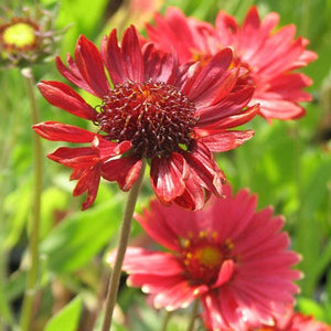Blanket Flower, Burgundy - Garden Centre - Nursery