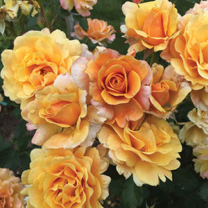Rose, Rosa Gold and Great - Garden Centre - Nursery