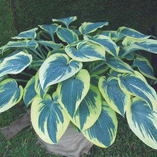 Load image into Gallery viewer, Hosta, Blue Ivory - Garden Centre - Nursery