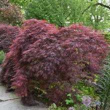 Load image into Gallery viewer, Crimson Queen Japanese Maple - Garden Centre - Nursery